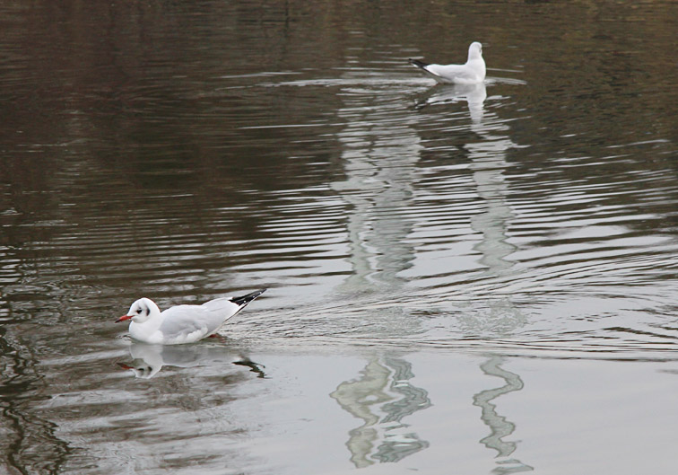 Vögel im Irchelpark