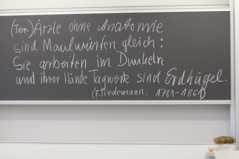 Die Anatomie ist ein Grundlagenfach der Veterinärmedizin.