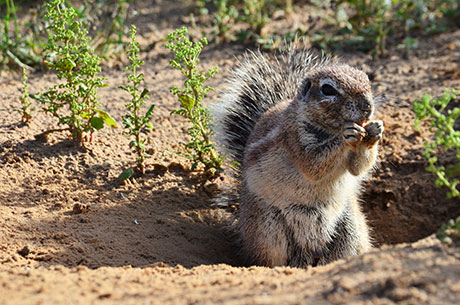 The image shows a Cape ground squirrel hiding his food.