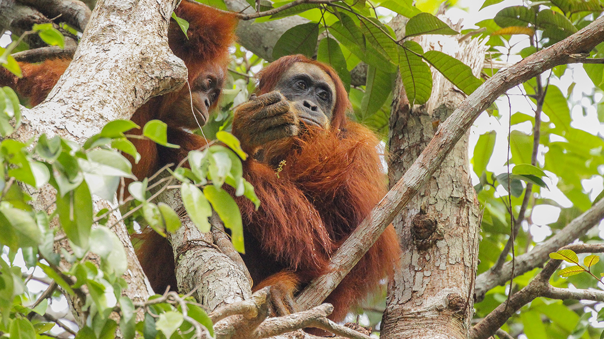 Different role models: Females develop a similar feeding pattern to their mothers, while males extend it. (Image: Julia Kunz)