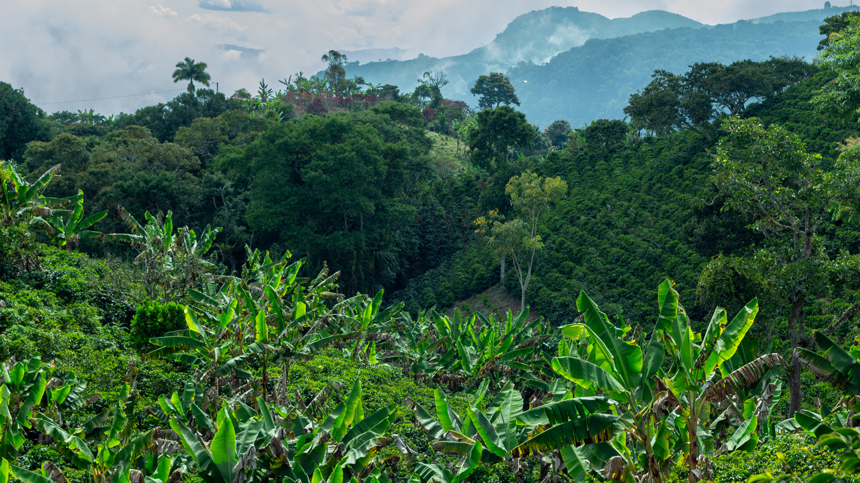 Durch die Kombination von Kaffeepflanzen und Bäumen, wie hier die Bananenbäume auf einer Kaffeeplantage in Antioquia, Kolumbien, kann sich die Qualität der Ökosysteme verbessern. (Bild: iStock: Bruno Malfondet)