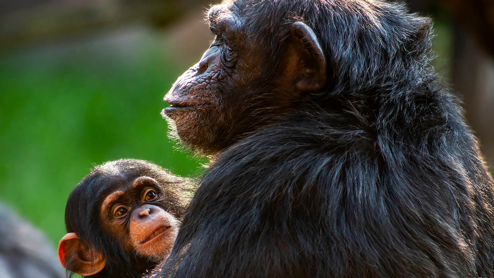 Chimpanzee mother and baby