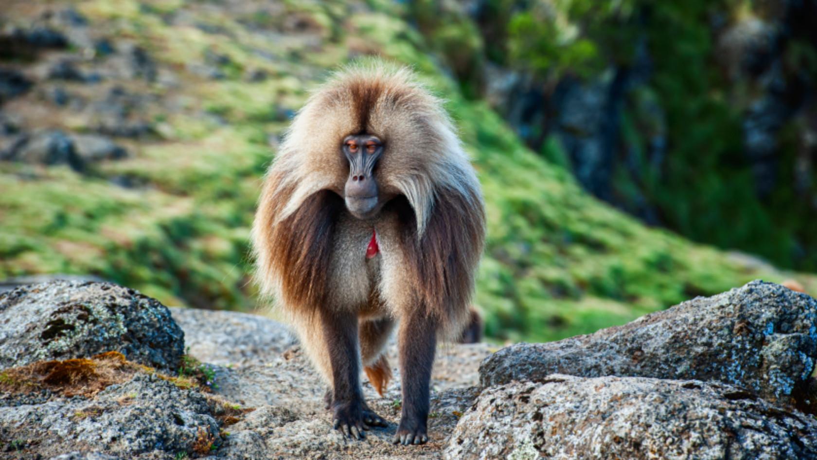 Gelada