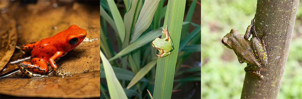 Oophaga pumilio bastimentos (left) has fewer predators than Hyla annectans wulingensis or Rhacophorus omeimontis (right).