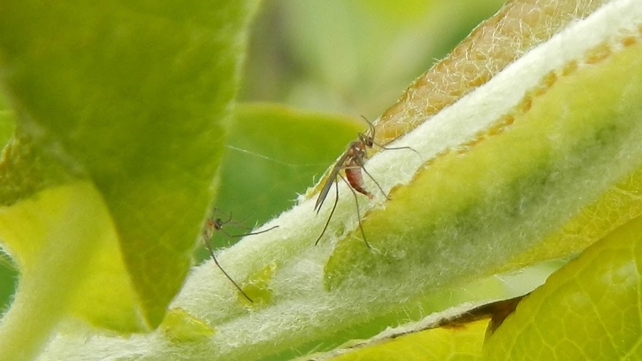 Fliege auf Blatt