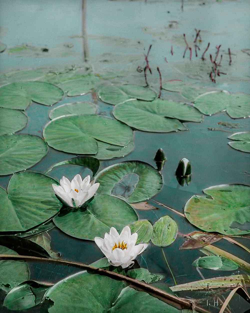 white water lily