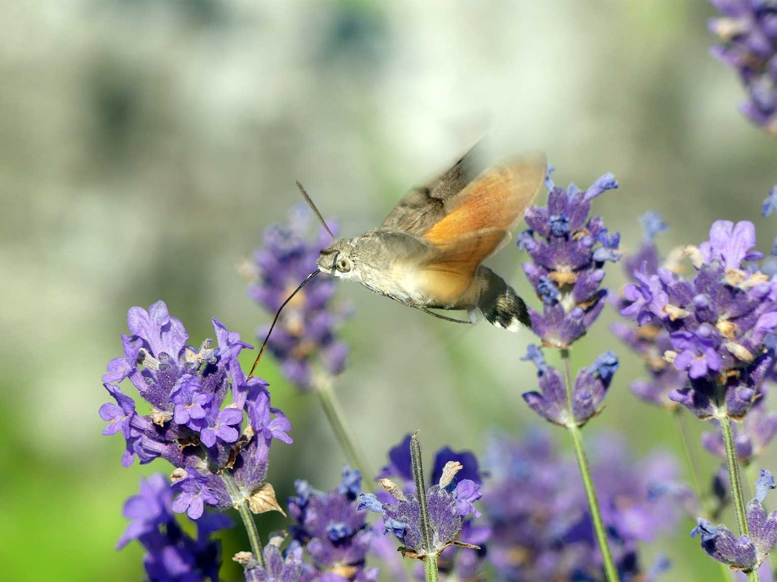 Ein Taubenschwänzchen (Macroglossum stellatarum) saugt im Schwirrflug über der Riviera-Treppenlandschaft an Lavendelblüten (Lavandula angustifolia).