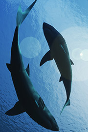 Image of two sharks swimming in the ocean.