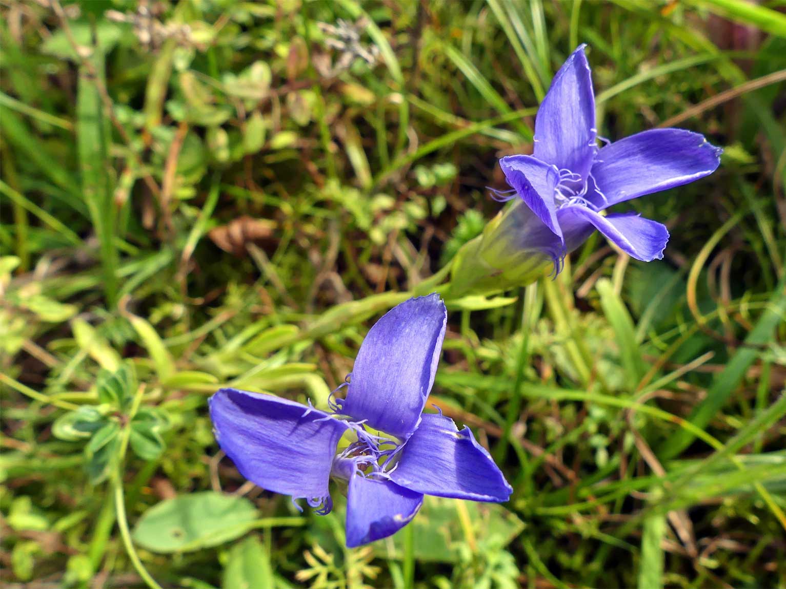 Der Gefranste Enzian (Gentiana ciliata) wurde im Jahr 1996 an der Südseite von Gebäude Y44 angepflanzt, wo es ihm so gefällt, dass er sich bis zur Ostseite des Gebäudes ausgebreitet hat.