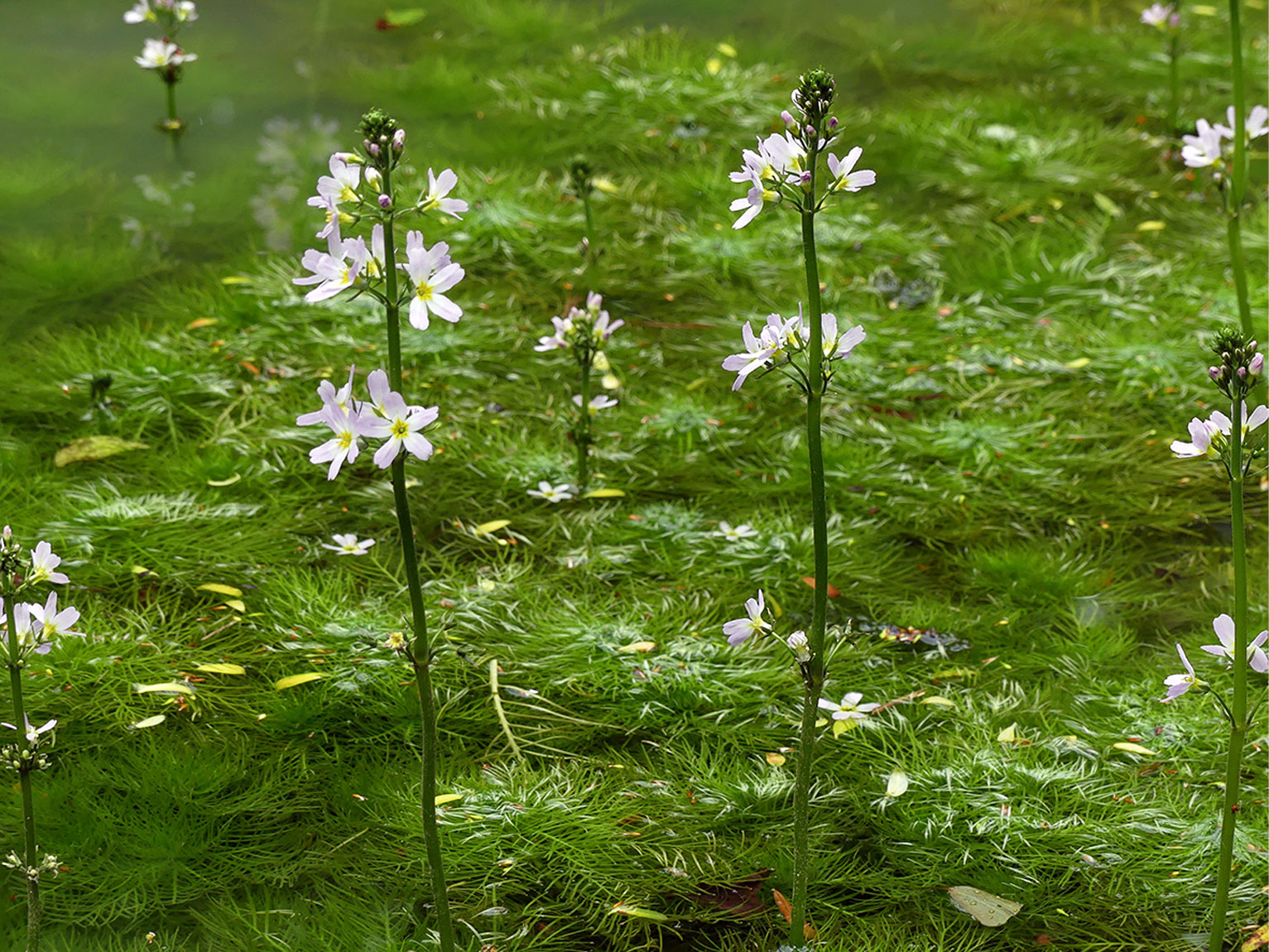 Die Wasserfeder (Hottonia palustris) ist in der Schweiz stark gefährdet. In den Zoologieteichen blüht sie kräftig.