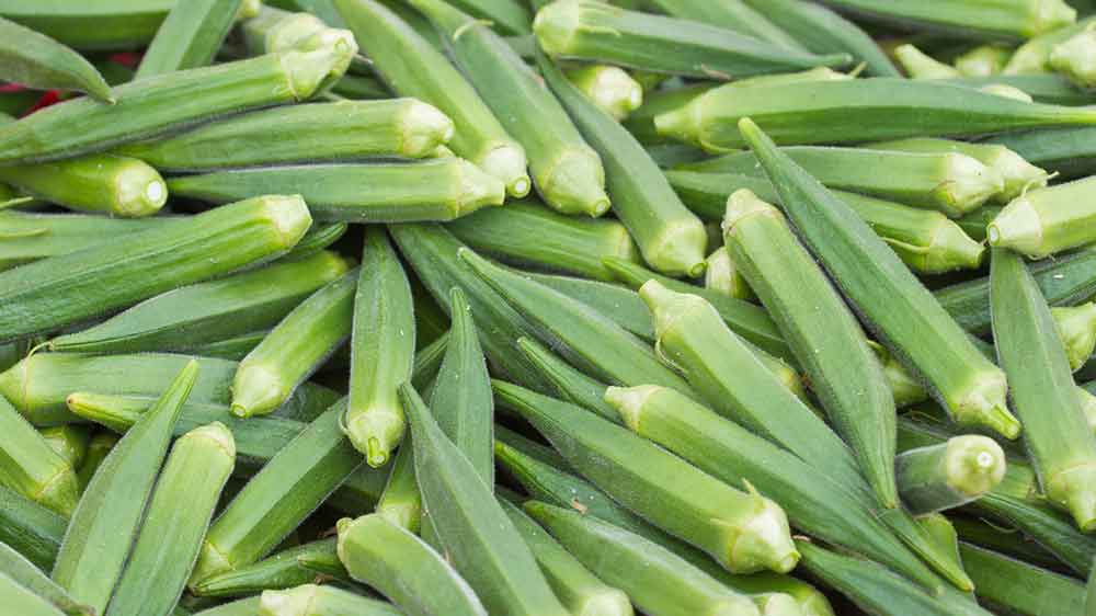 Okra