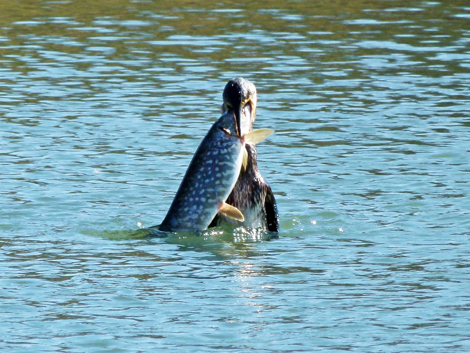 Ein junger Kormoran (Phalacrocorax carbo) versucht, im Allmendsee einen Hecht (Esox lucius) zu verschlingen. Kormorane trifft man seit 2008 regelmässig im Irchelpark an.