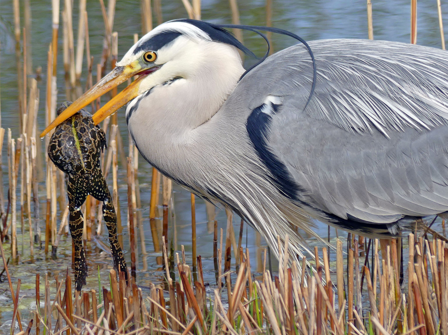 Ein Graureiher (Ardea cinerea) hat einen Seefrosch (Pelophylax ridibundus) im Allmendsee gefangen. (Bilder: Thomas Geissmann)