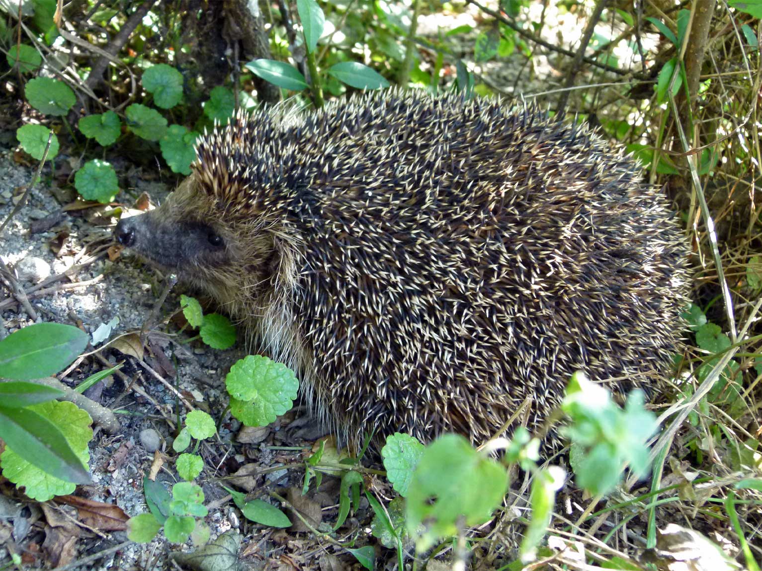 Westeuropäischer Igel (Erinaceus europaeus). Das nachtaktive Tier ist im Irchelpark nicht oft zu sehen. Dieser Igel ruhte unter einem Strauch am Allmendsee.