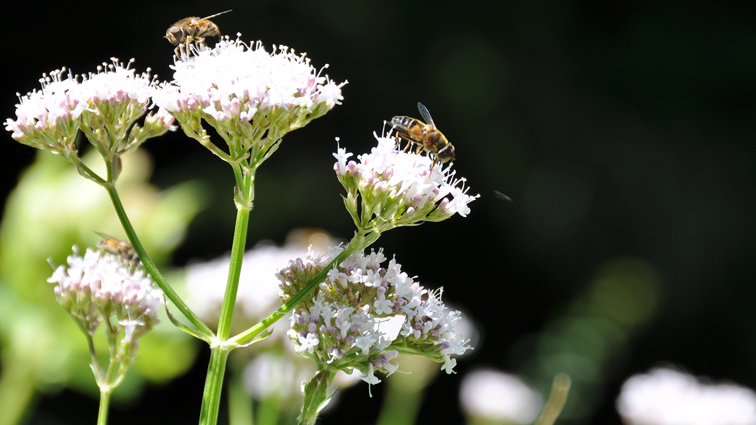 Kartificial light during the nighttime alters the number of plant-pollinator interactions during the daytime.