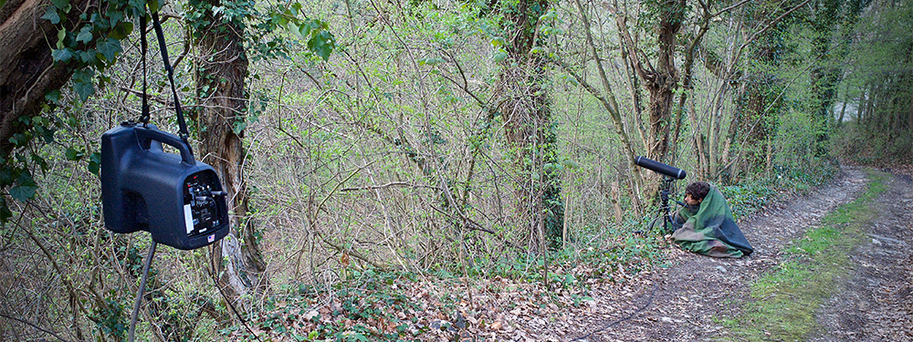 The researcher performing an acoustic playback experiment on a great spotted woodpecker. The loudspeaker is attached on a branch. (Picture: Alain Blamc (ENES team))