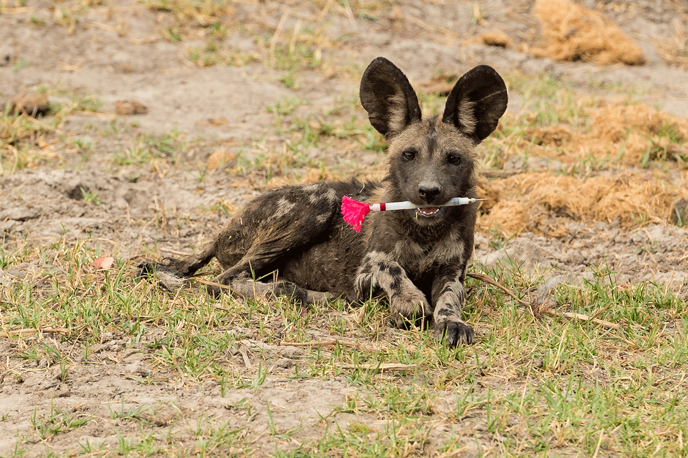 Dominik Behr vom Institut für Evolutionsbiologie und Umweltwissenschaften der UZH hat bei einer Forschungsreise einen Afrikanischen Wildhundwelpen fotografiert. Er hat sich den Betäubungsmittelpfeil der Forschenden als Spielzeug geschnappt.