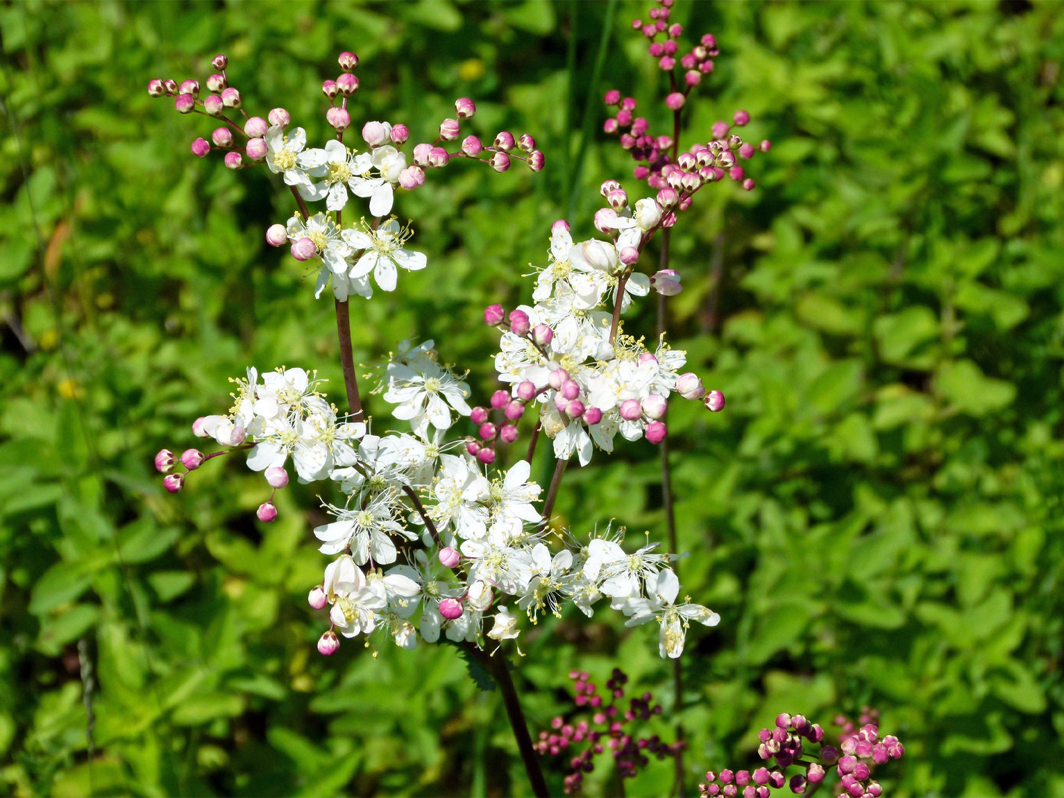 Knollige Spierstaude (Filipendula vulgaris). Das geschützte Rosengewächs wurde 1997 von Studierenden und Personal des Botanischen Gartens UZH im Irchelpark ausgebracht, wo es an zwei Standorten immer noch gut gedeiht.