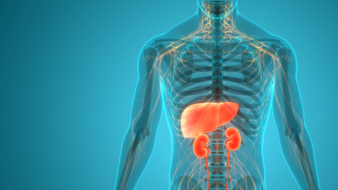 Schematische Darstellung von Leber und Niere im Körper