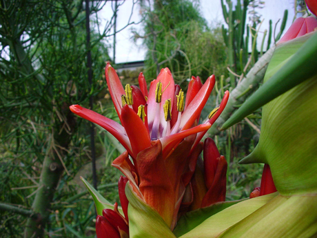 Blüte australische Speerblume