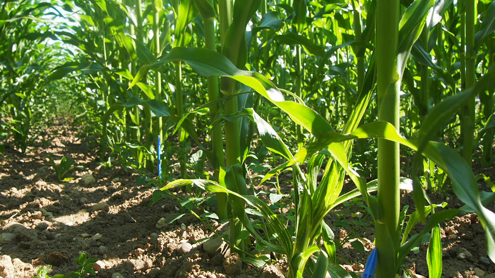 The fungi were mixed into the soil before sowing crops on 800 trial plots at 54 maize farms in northern and eastern Switzerland.