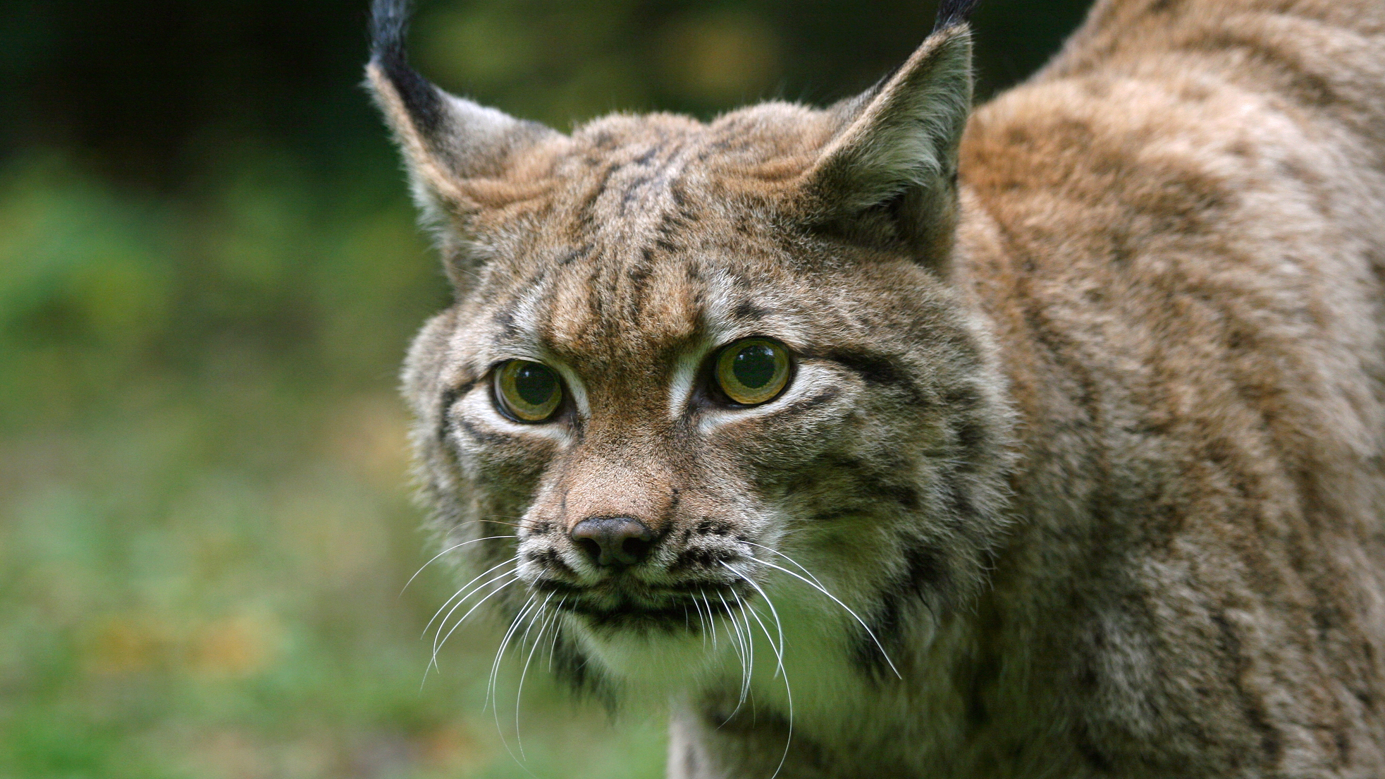 Luchs