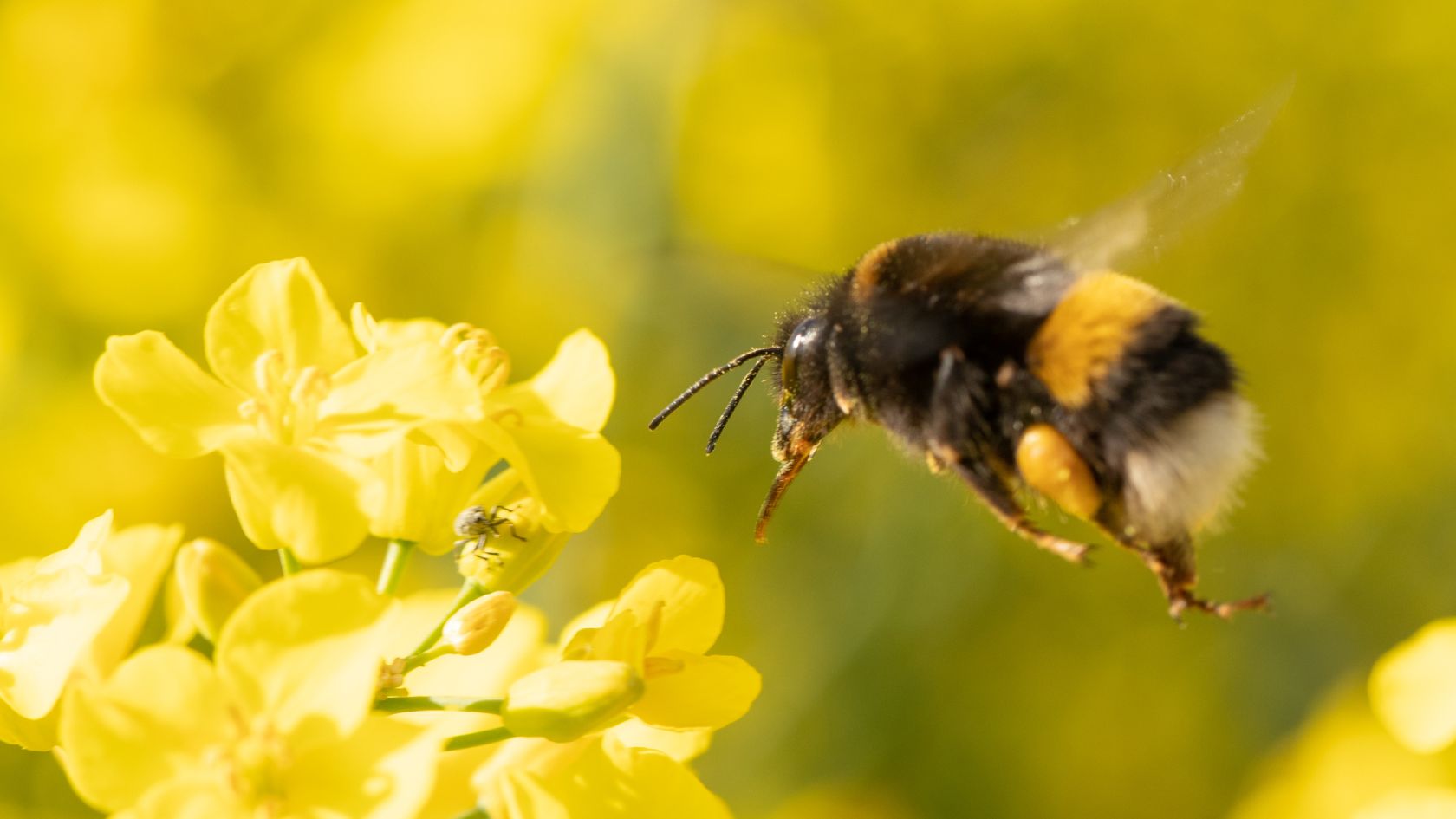 Bumblebee approaching a brassica flower with a greenfly perched on the petal