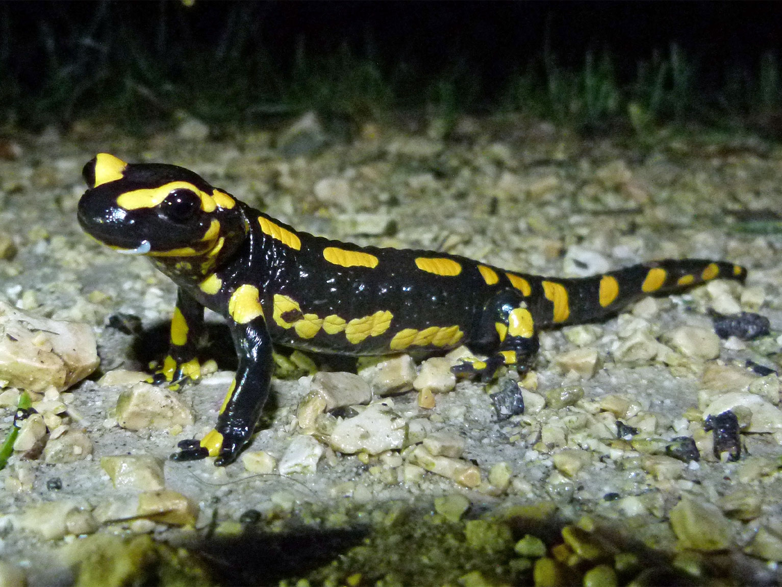 Dieser Feuersalamander (Salamandra salamandra) war abends im Irchelpark auf dem regennassen Spazierweg nahe der Frohburgstrasse unterwegs.