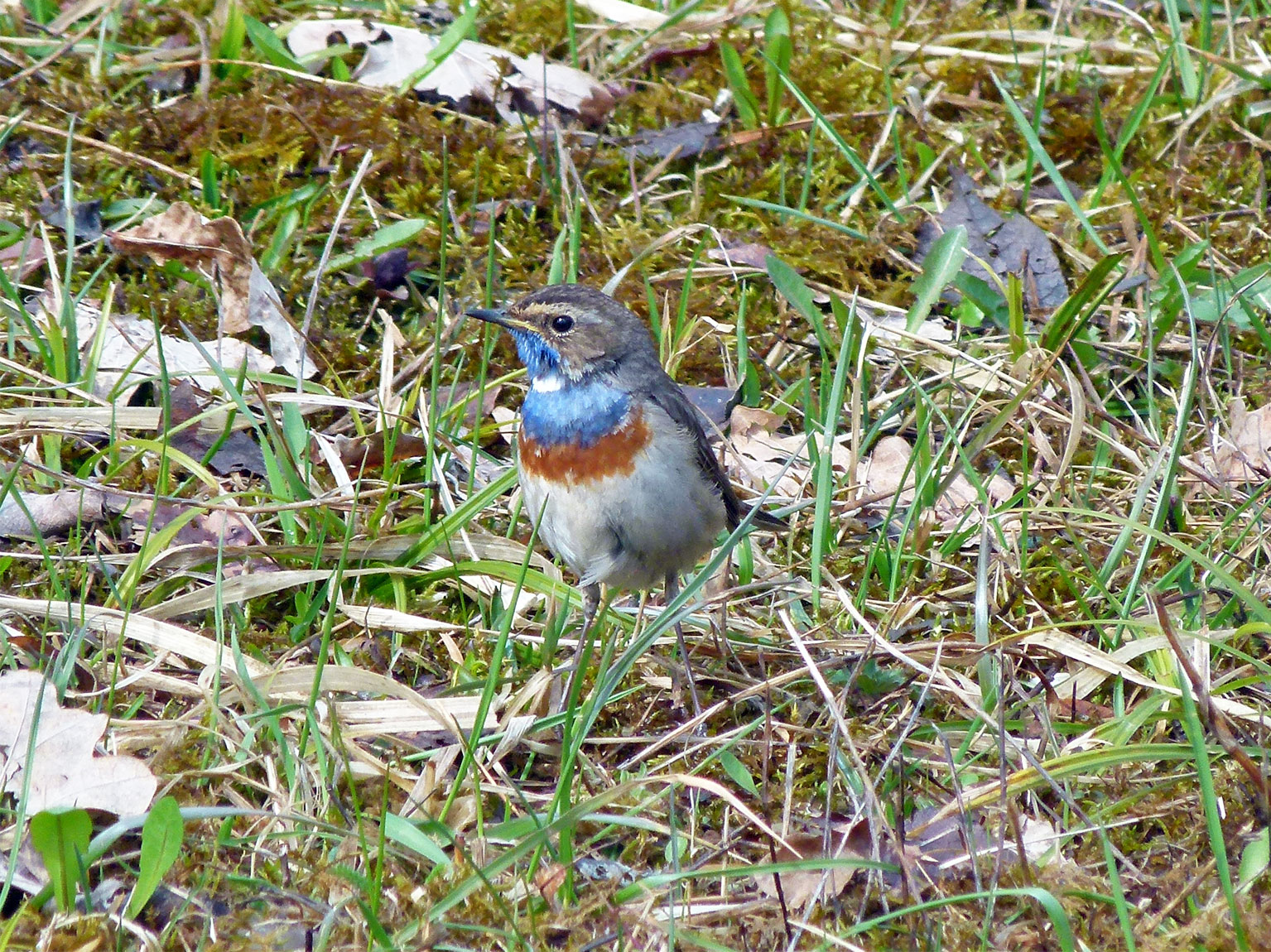 Weisssterniges Blaukehlchen (Luscinia svecica cyanecula): Diese Zugvögel überfliegen die Schweiz im Frühjahr auf ihrem Weg nach Norden. Bei Schlechtwetter kann es zum Zugstau kommen. Dieser Vogel wartete im Irchelpark sieben Tage lang auf besseres Wetter.