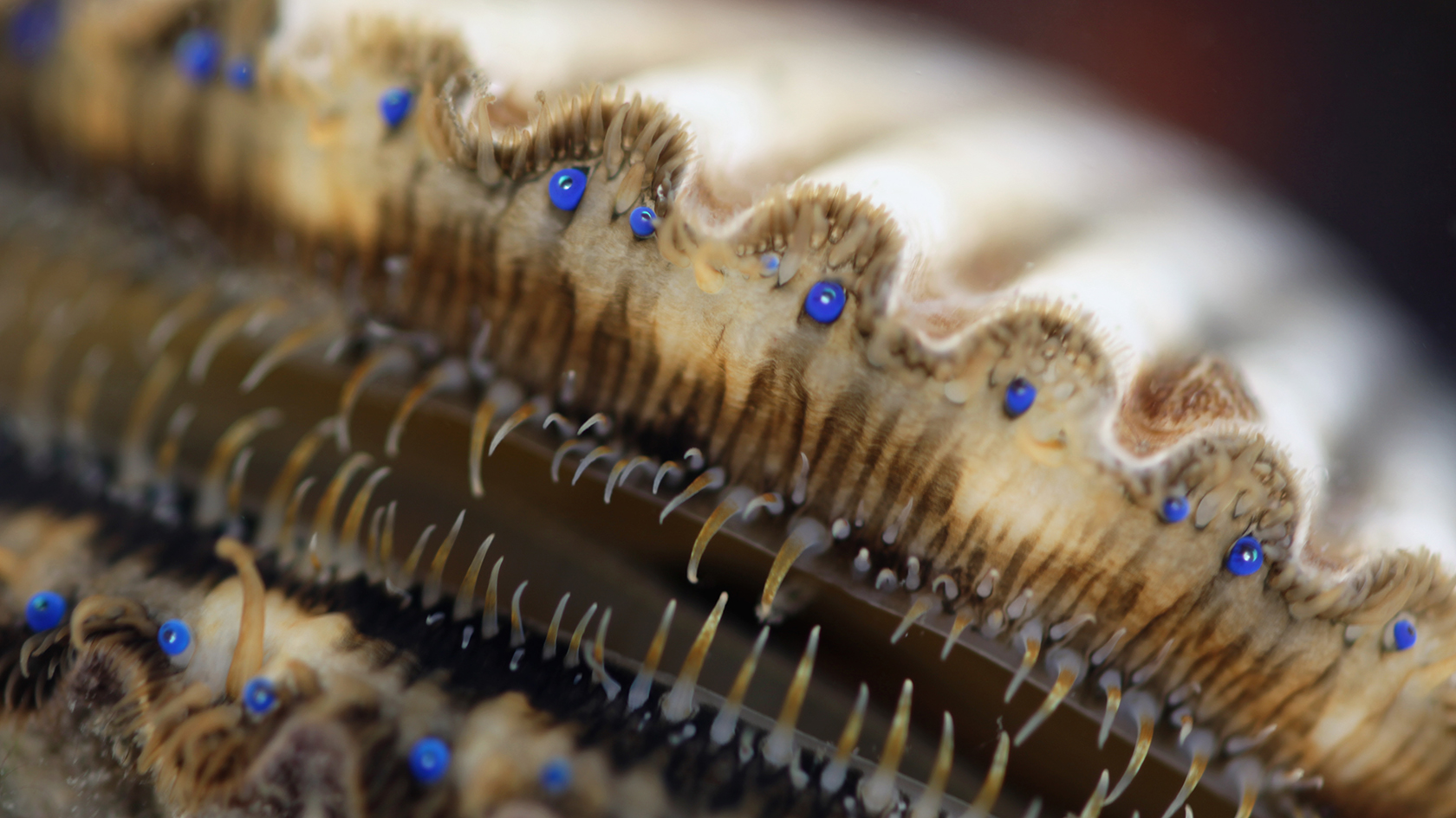 Blaue Augen der Jakobsmuschel