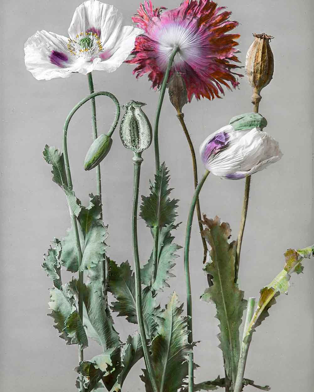 opium poppy