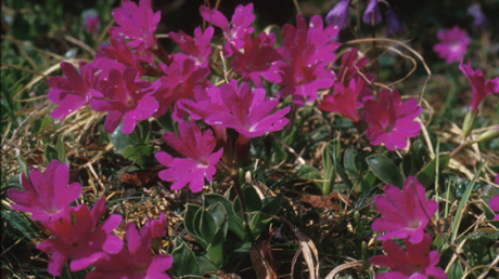 Primula clusiana