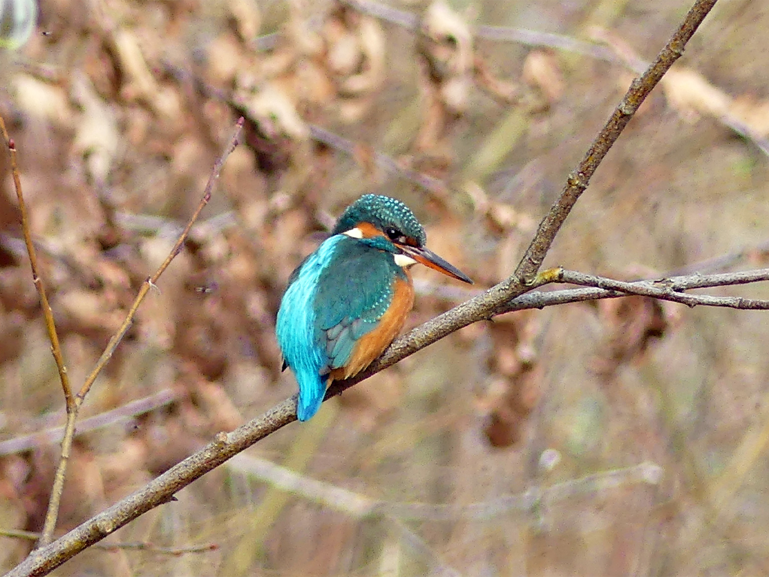 Eisvogel (Alcedo atthis) am Grossen Zoologieteich. Jeder Eisvogel, dessen Geschlecht Thomas Geissmann im Irchelpark identifizieren konnte, war ein (und vielleicht auch dasselbe) Weibchen. Die Art gilt in der Schweiz als gefährdet.