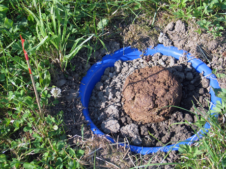 Dung pat with organisms that break down dung.