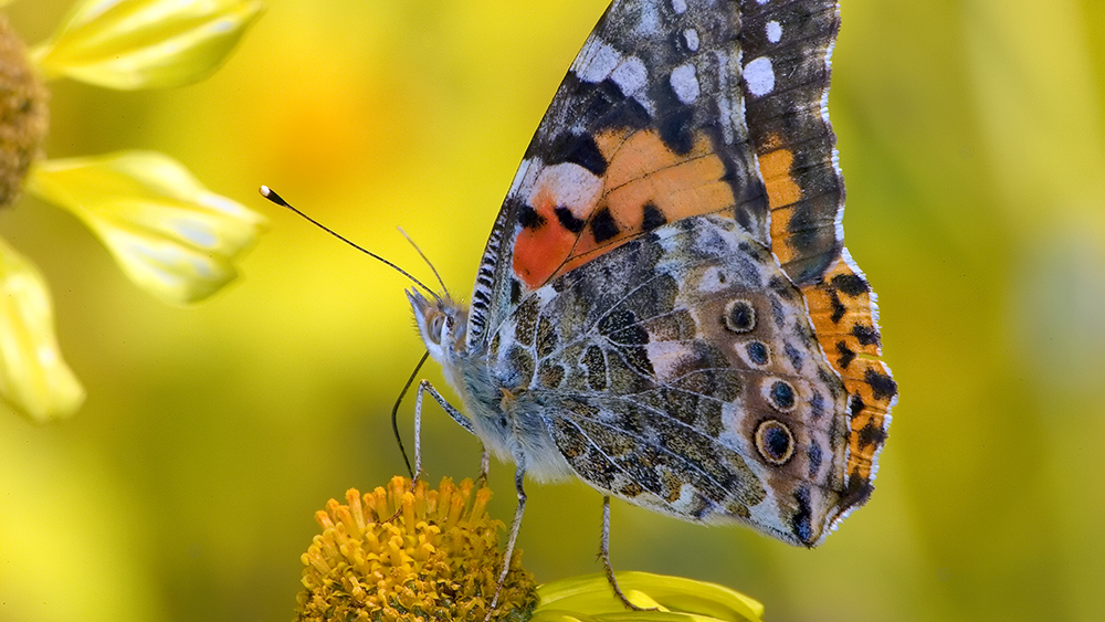 Flowering plants and insect pollinators