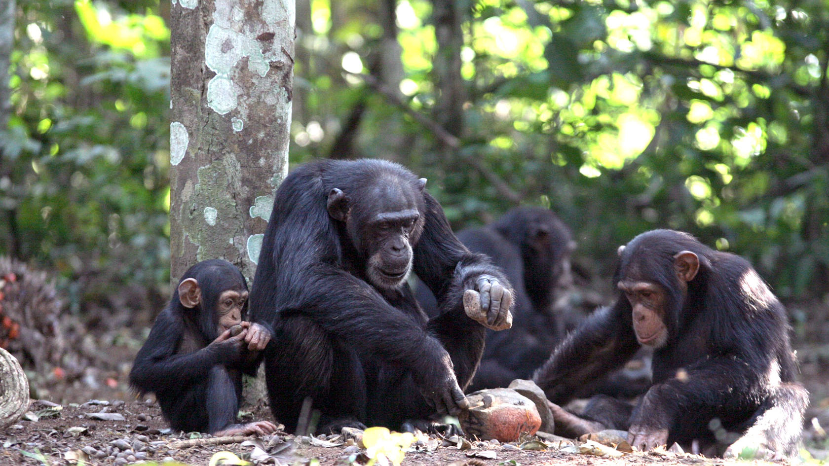 Education by apprenticeship in chimpanzees in Bossou, Guinea, Westafrika