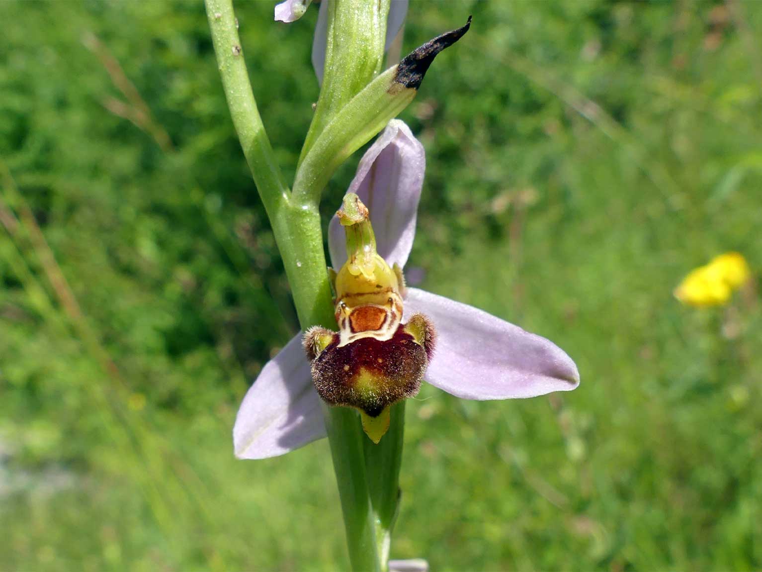 Die Bienen-Ragwurz (Ophrys apifera) ist eine der neun Orchideenarten, die sich bisher im Irchelpark selbstständig aus herangewehten Samen angesiedelt haben. Am «Orchideenhang» wachsen Weisses Waldvögelein, Fuchs’ Gefleckte Fingerwurz, Sumpf-Stendelwurz, Langspornige Handwurz, Grosses Zweiblatt und Helm-Knabenkraut. Sie sind alle schweizweit geschützt.