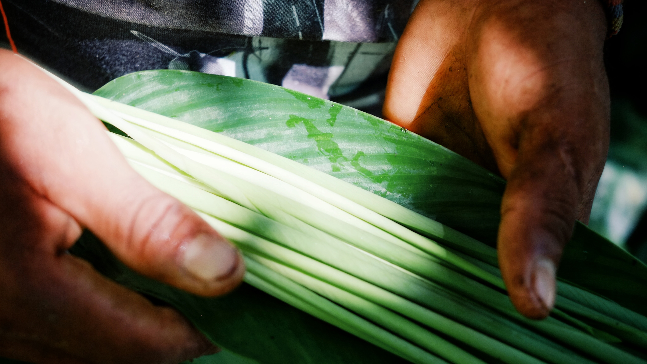 Most of the knowledge that indigenous communities in South America have about plants is not written down.