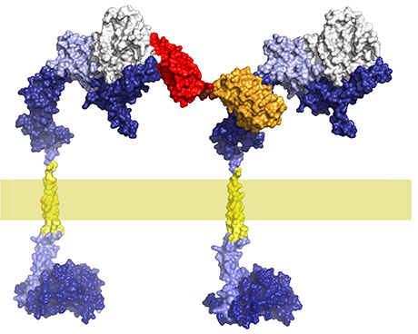 The new active ingredient consists of DARPins that bend the HER2 receptors so no more growth signal is transmitted into the cell interior.