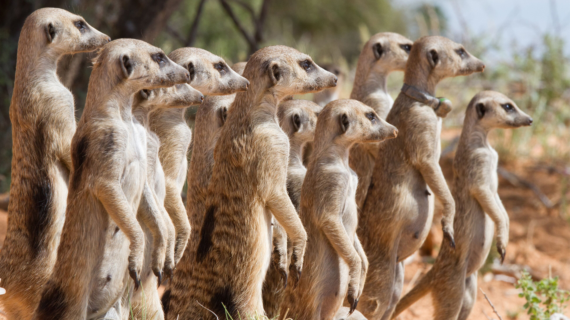 Meerkats are cooperative breeders that live in social groups. A dominant female monopolizes most of the reproduction, while subordinate helpers assist in raising her offspring. (UZH)