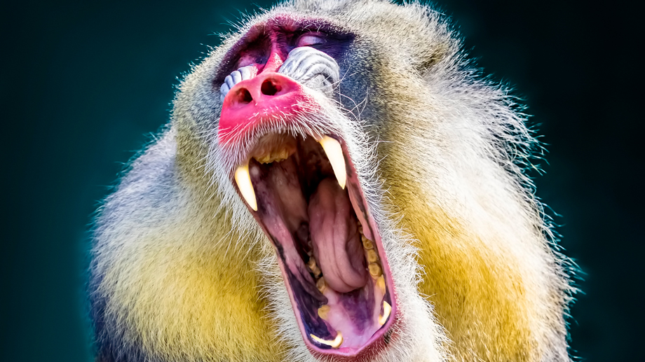 Auffällig geschmückte Affen wie der Mandrill haben eher kleine Hoden. (istock/dwphotos) 