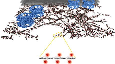 The 3D view of the nuclear lamina shows a section of the architecture of the delicate meshwork made of lamin filaments beneath the cell nuclear membrane and the nuclear pore complexes.