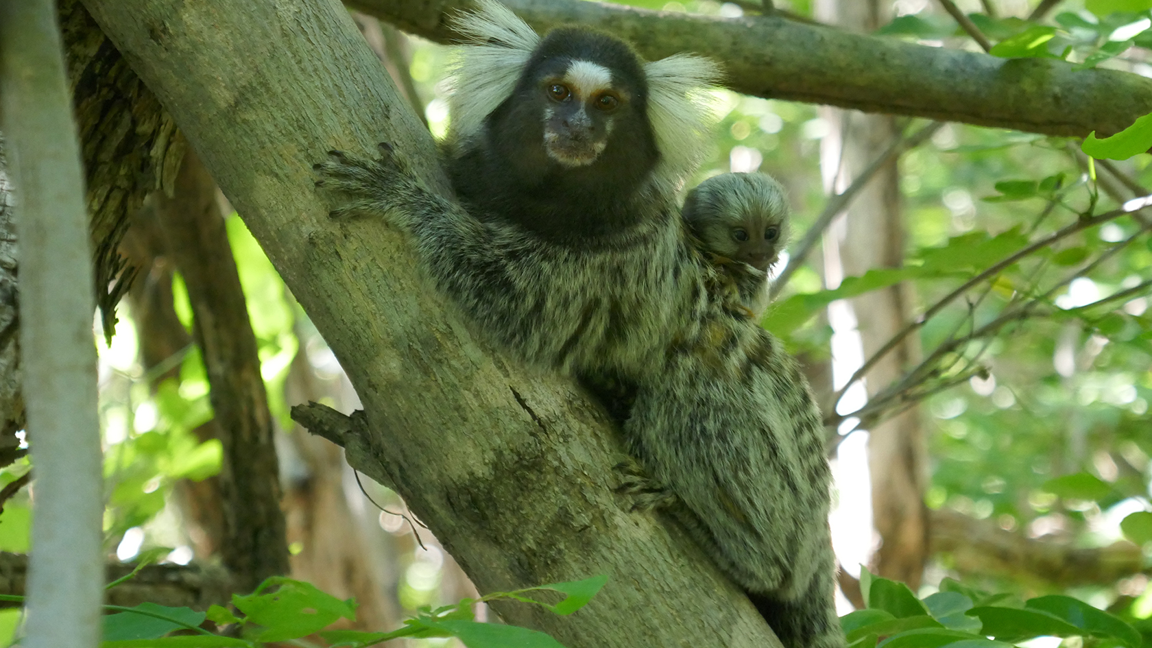 Marmoset with infant