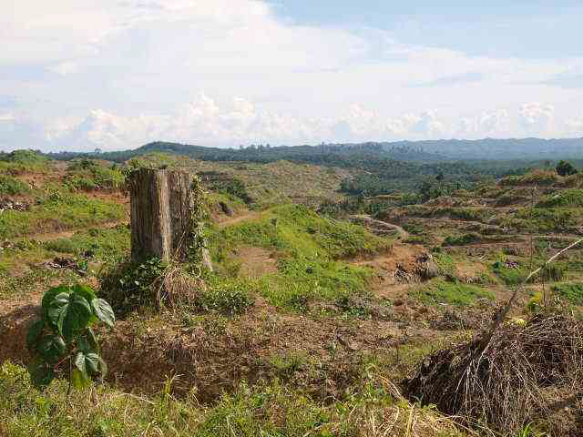 Rodung für Palmöl-Plantage