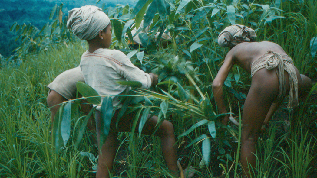 Jäten im Bergreis-Feld, Chittagong Hill Tracts (Bangladesch).