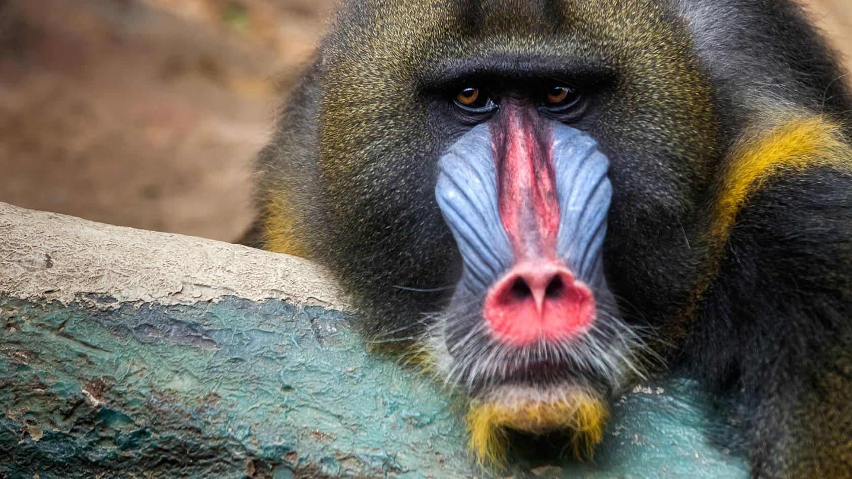 Mandrill