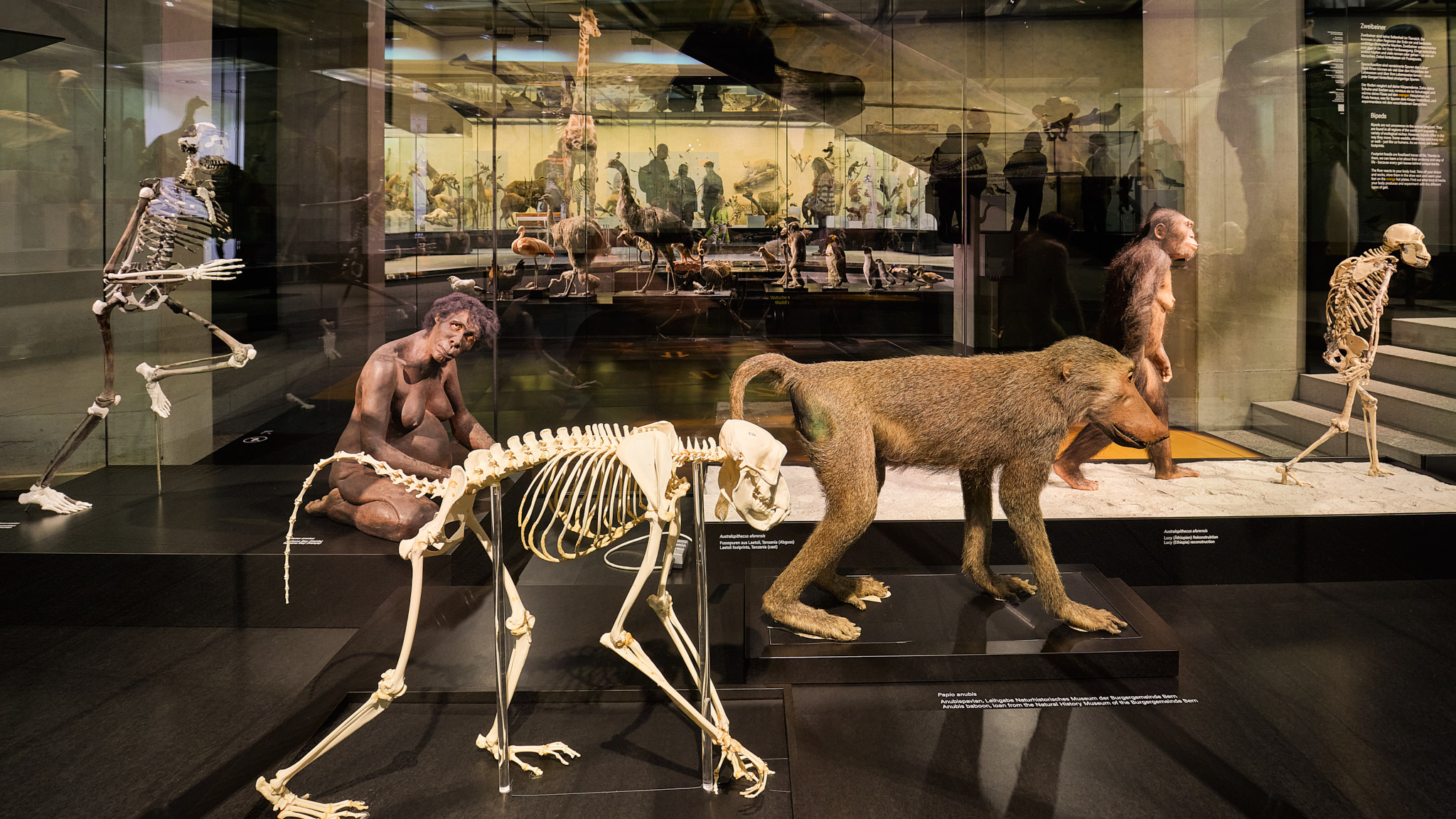 Moving from four legs to two legs (Image: Michele Di Fede / Naturhistorisches Museum UZH) 