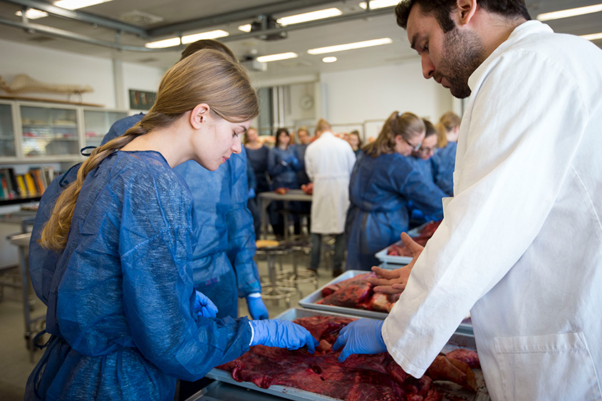 Anatomieübung mit frischen Präparaten von Leber und Milz verschiedener Tierarten.