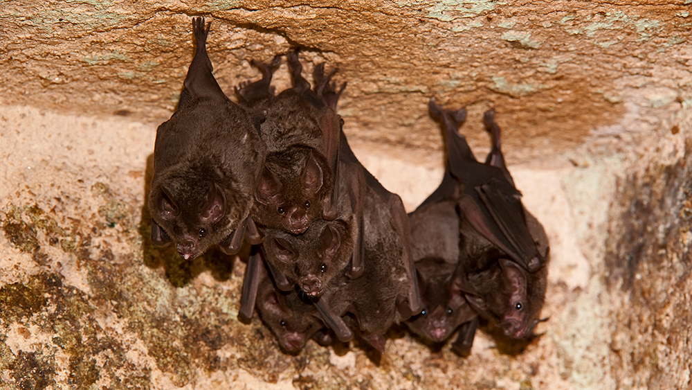 Fledermäuse in einer Höhle hängend