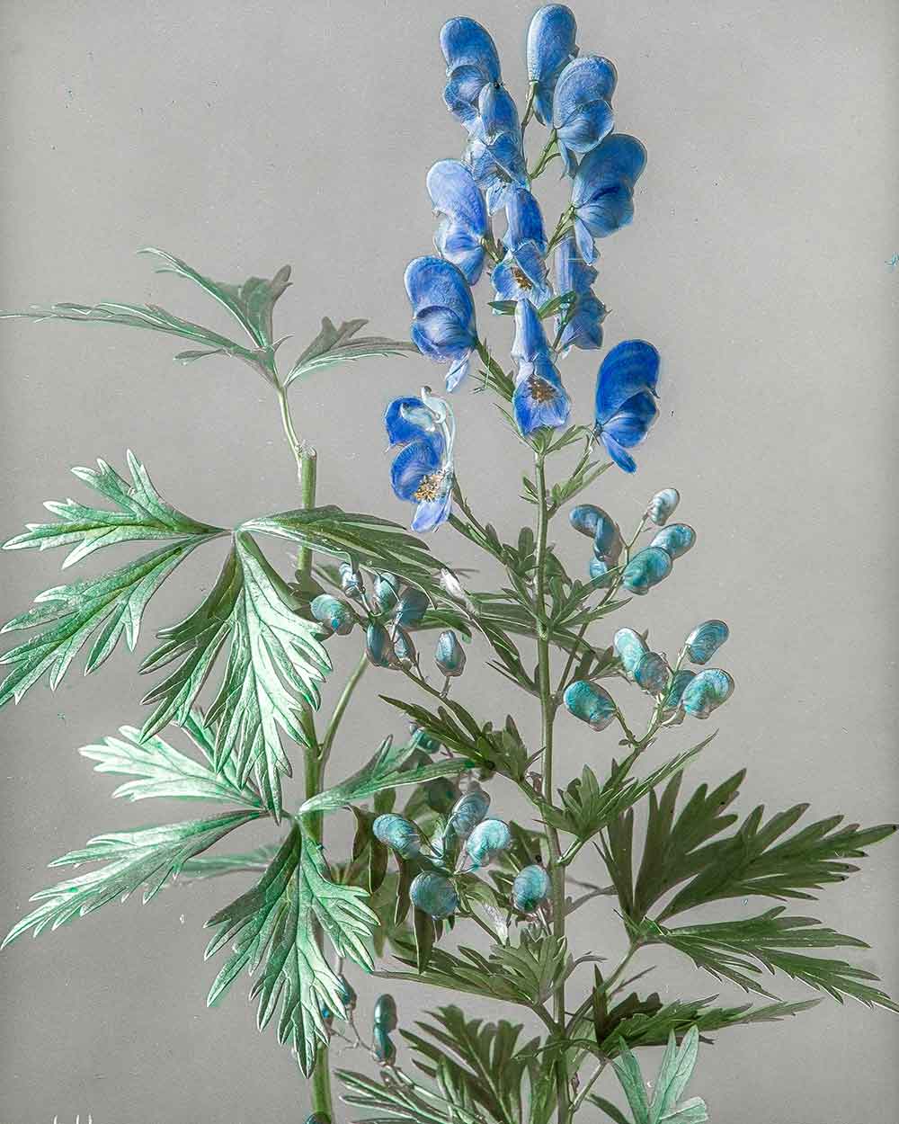 Aconite